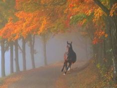 ősz, ló